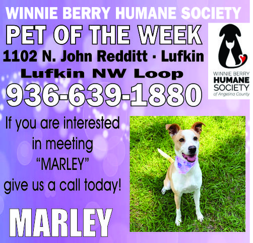 Pet of The Week Ad